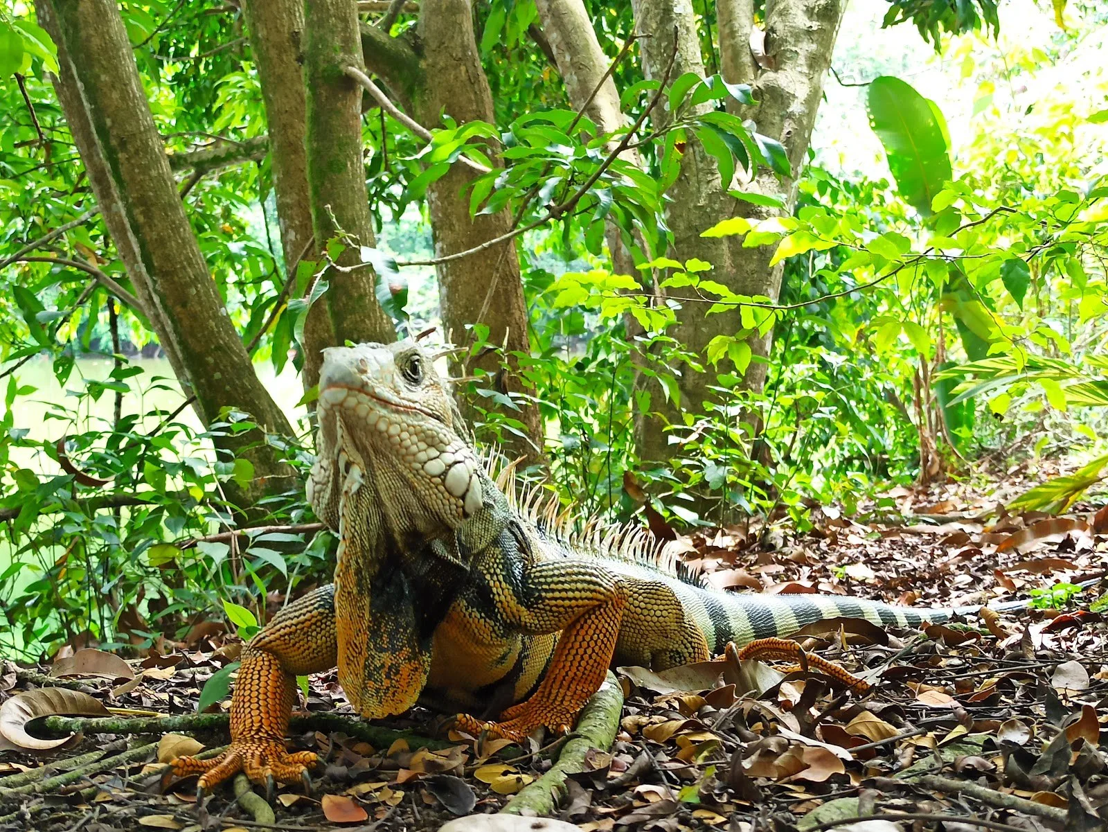 Iguana entre la hojarasca del bosque del Lago de las Garzas
