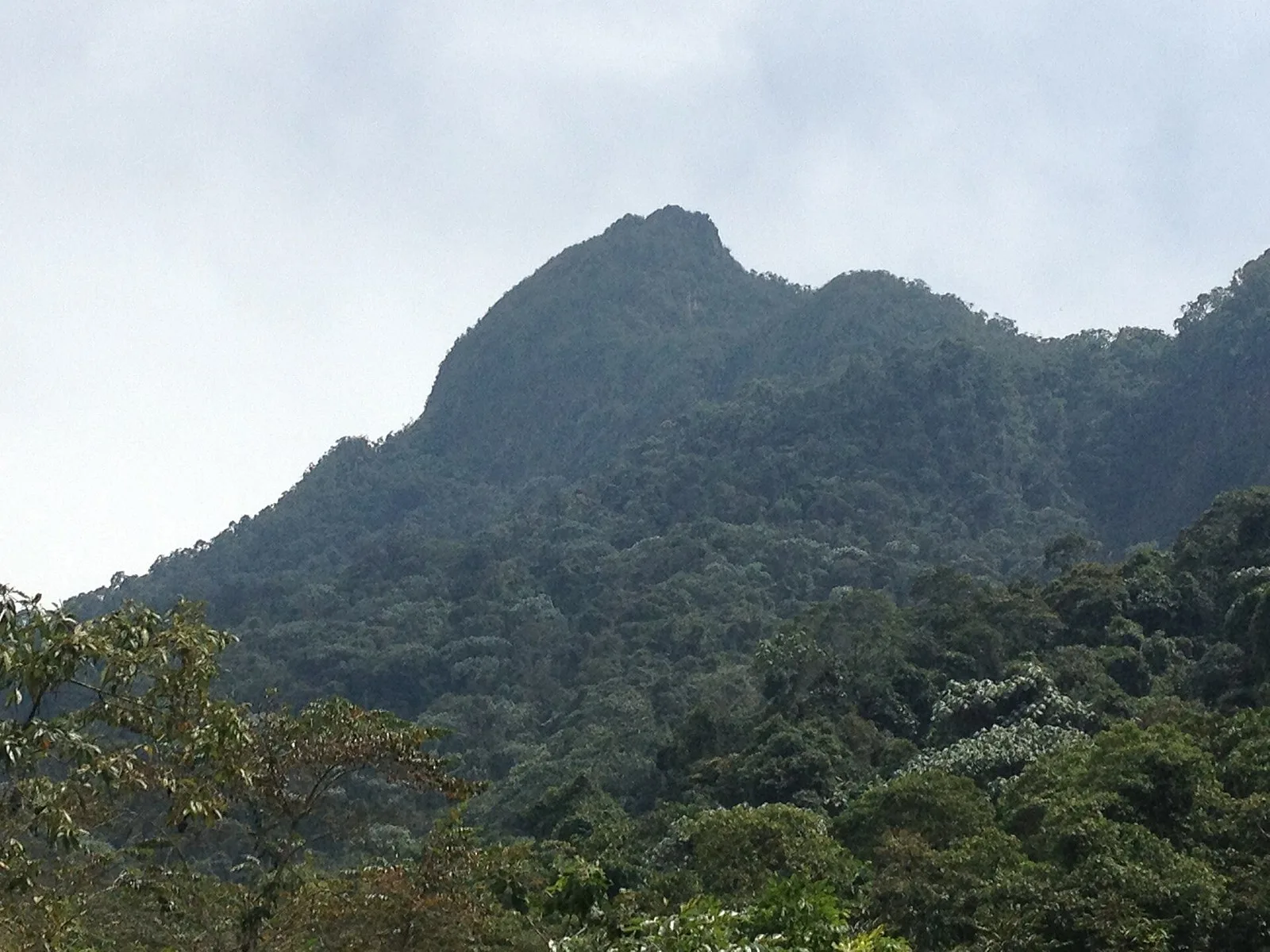 Cumbre del Pico de Loro cubierta de bosque, en los Farallones de Cali