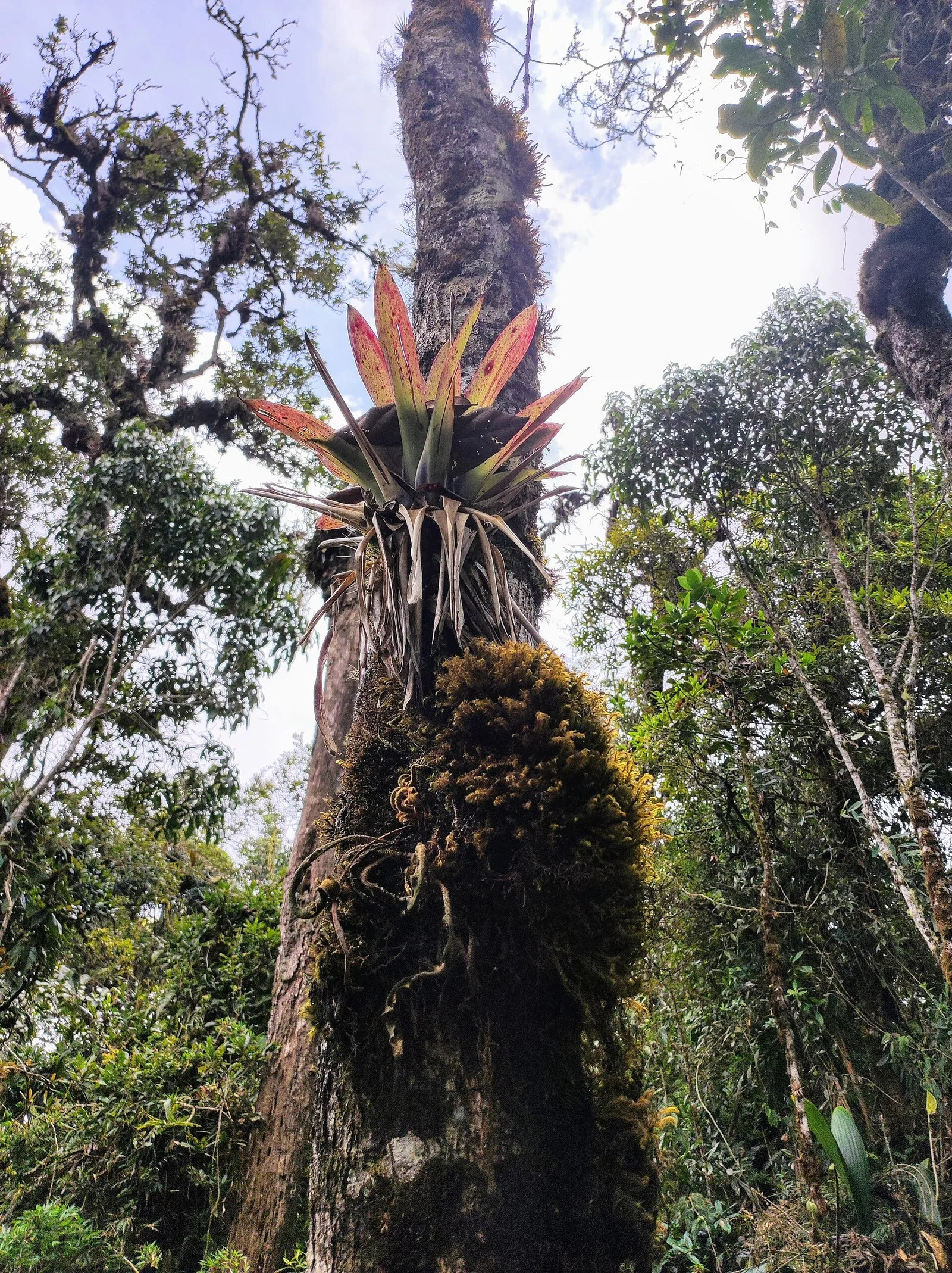 Bromelia roja sobre un tronco con musgo en el bosque del Pico de Loro