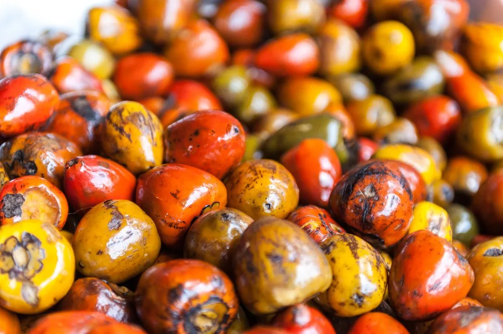 Chontaduros, la fruta del Pacífico que se vende en la Galería Alameda