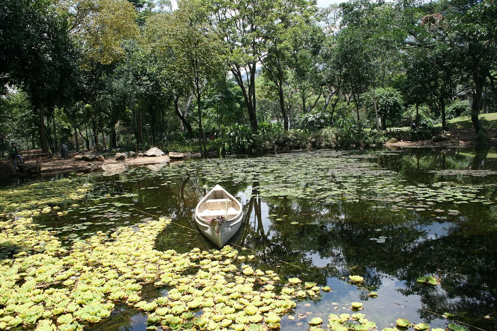 Lago con lotos y una canoa en el Jardín Botánico de Medellín
