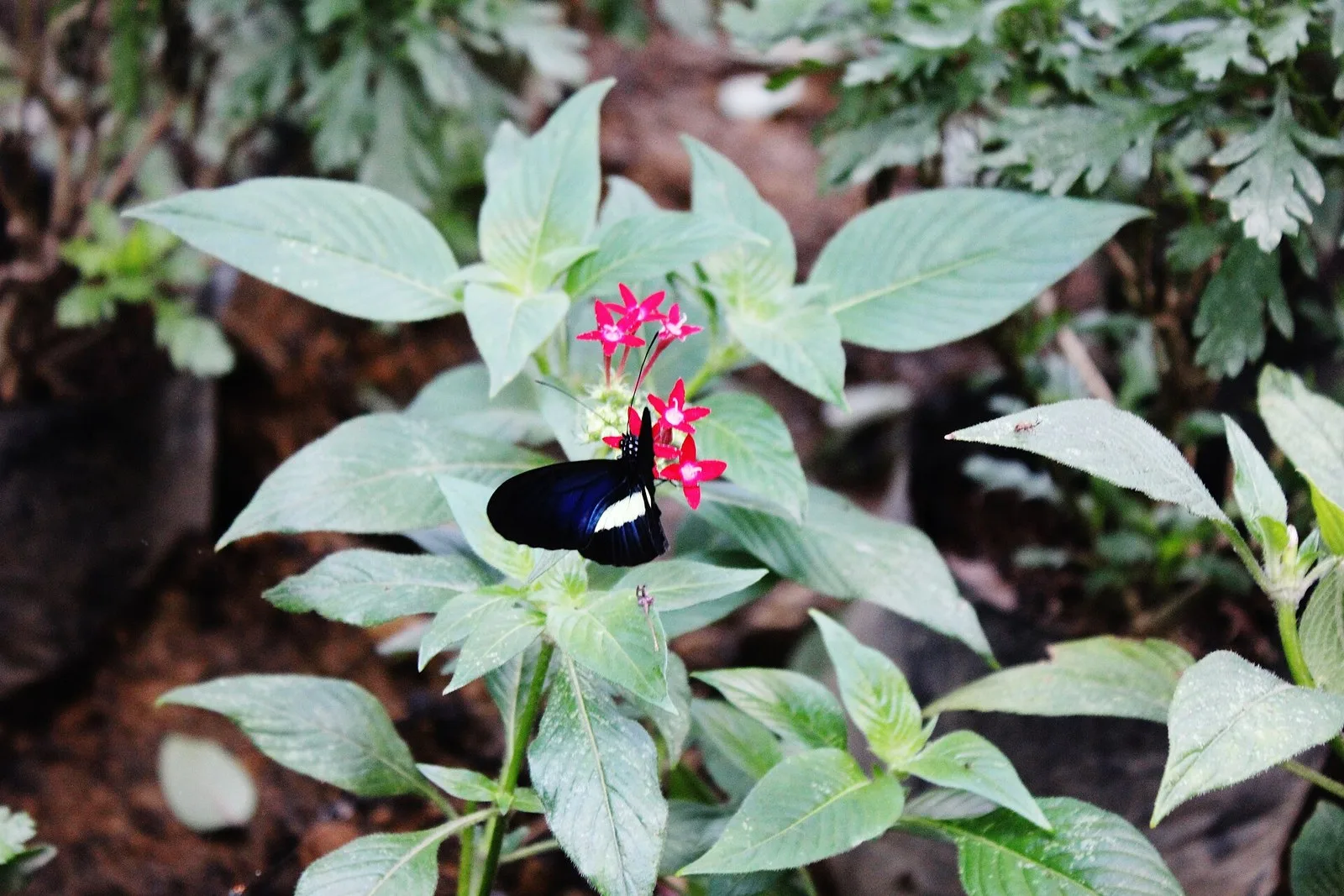 Mariposa en el mariposario del Jardín Botánico