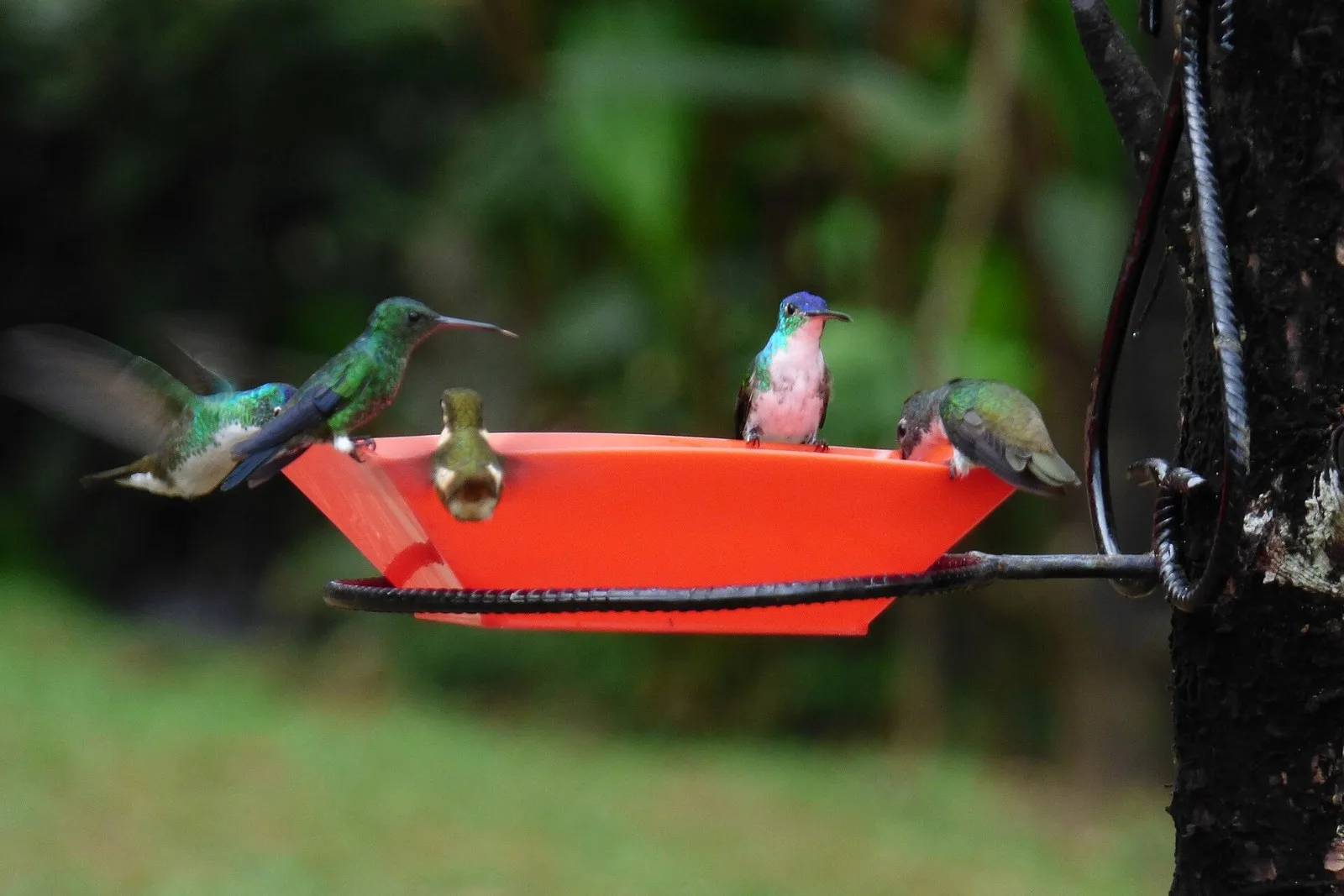 Varios colibríes llegando a un comedero en una finca del Kilómetro 18
