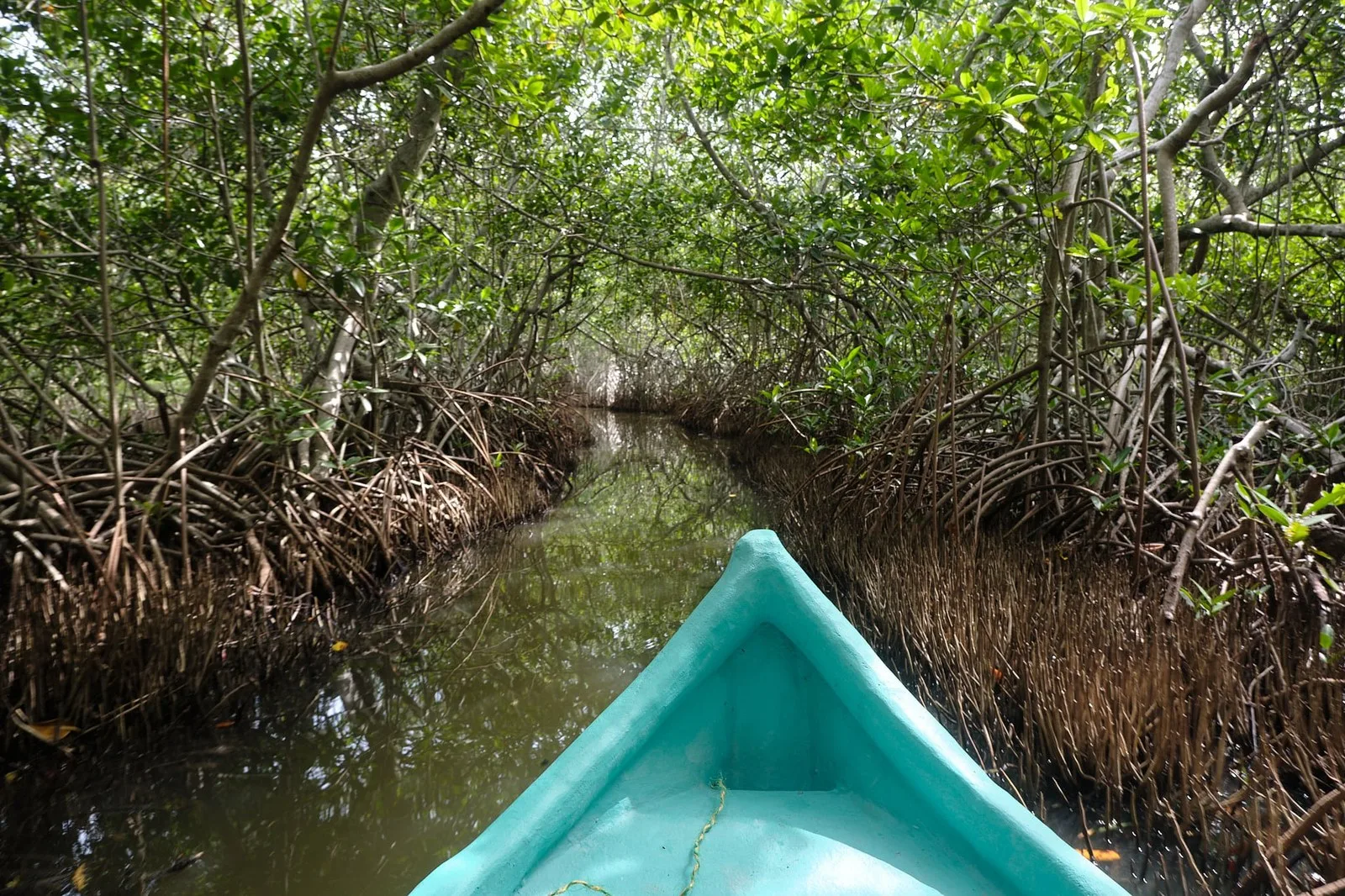 Manglares de La Boquilla