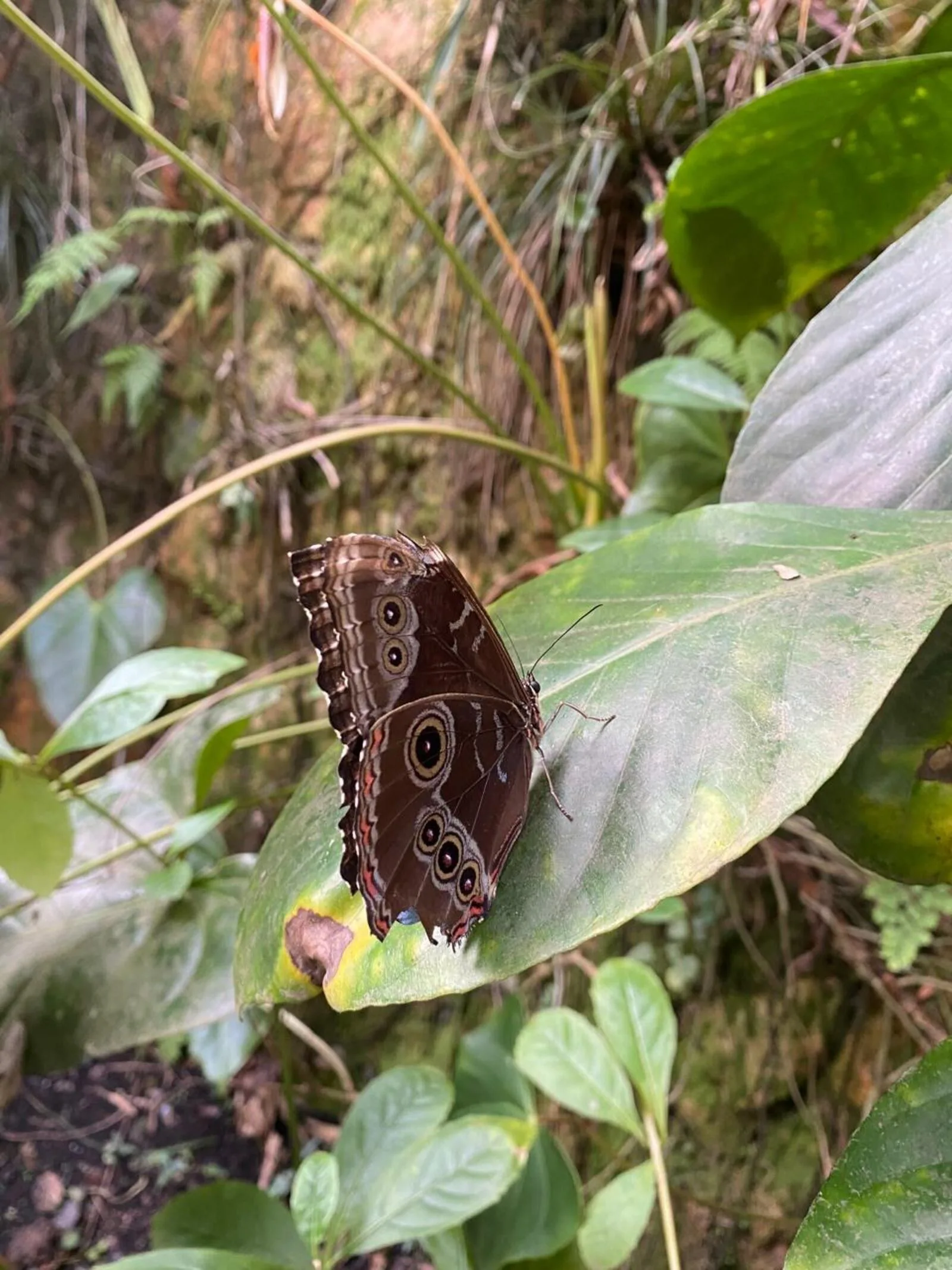 Mariposa búho de alas cafés con ocelos sobre una hoja en el mariposario Andoke