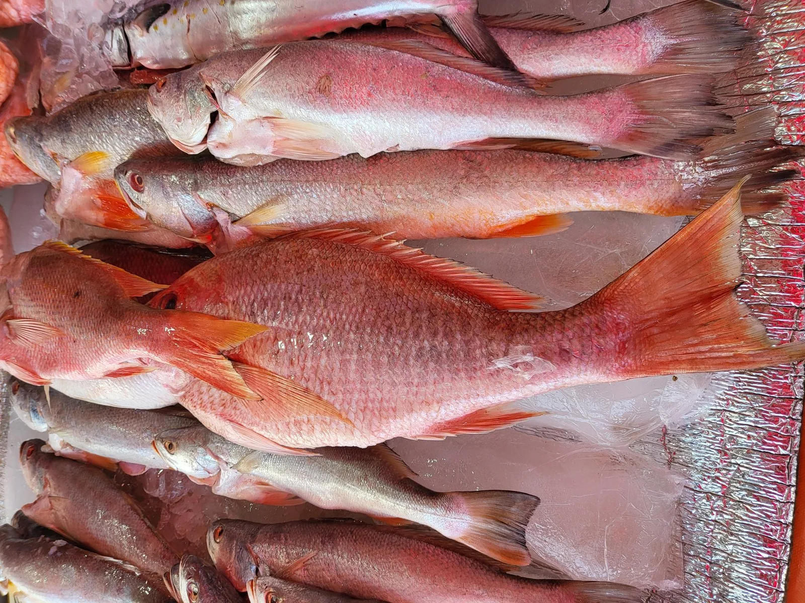 Pargos rojos recién llegados en un puesto de pescado de Bazurto