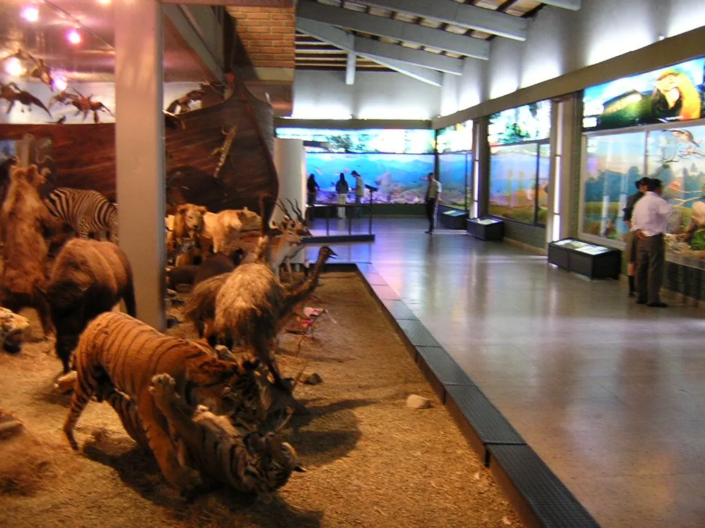 Sala de Ciencias Naturales del MUUA con animales disecados y vitrinas