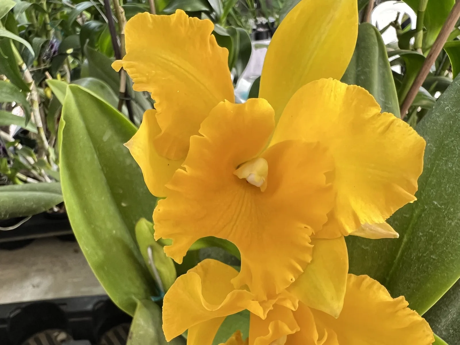 Orquídea amarilla en exhibición en el Orquideorama