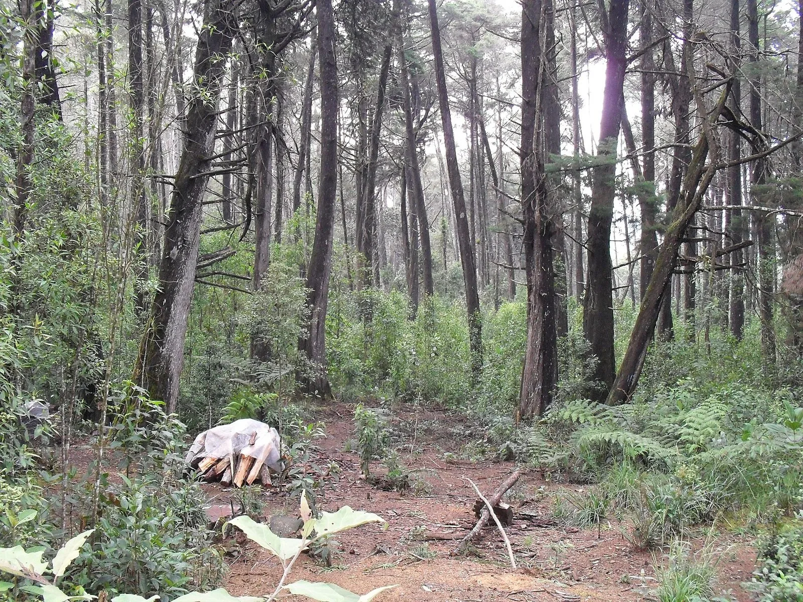 Bosque de pinos y vegetación nativa en el Parque Arví