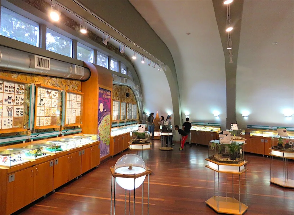 Sala del Museo Entomológico de Piedras Blancas con vitrinas de insectos