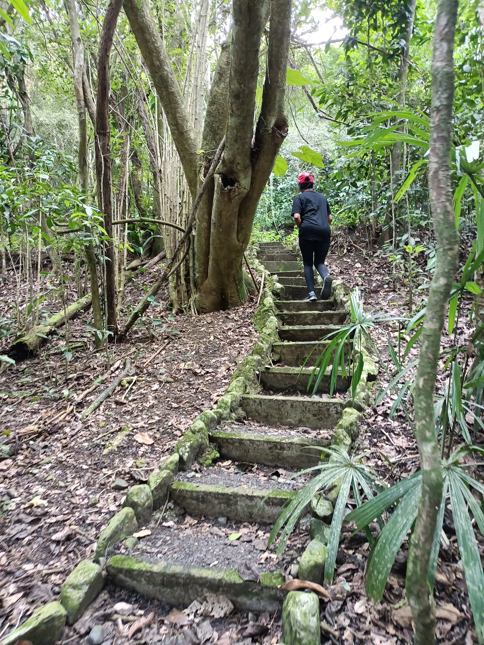 Escalones de piedra en un sendero del bosque