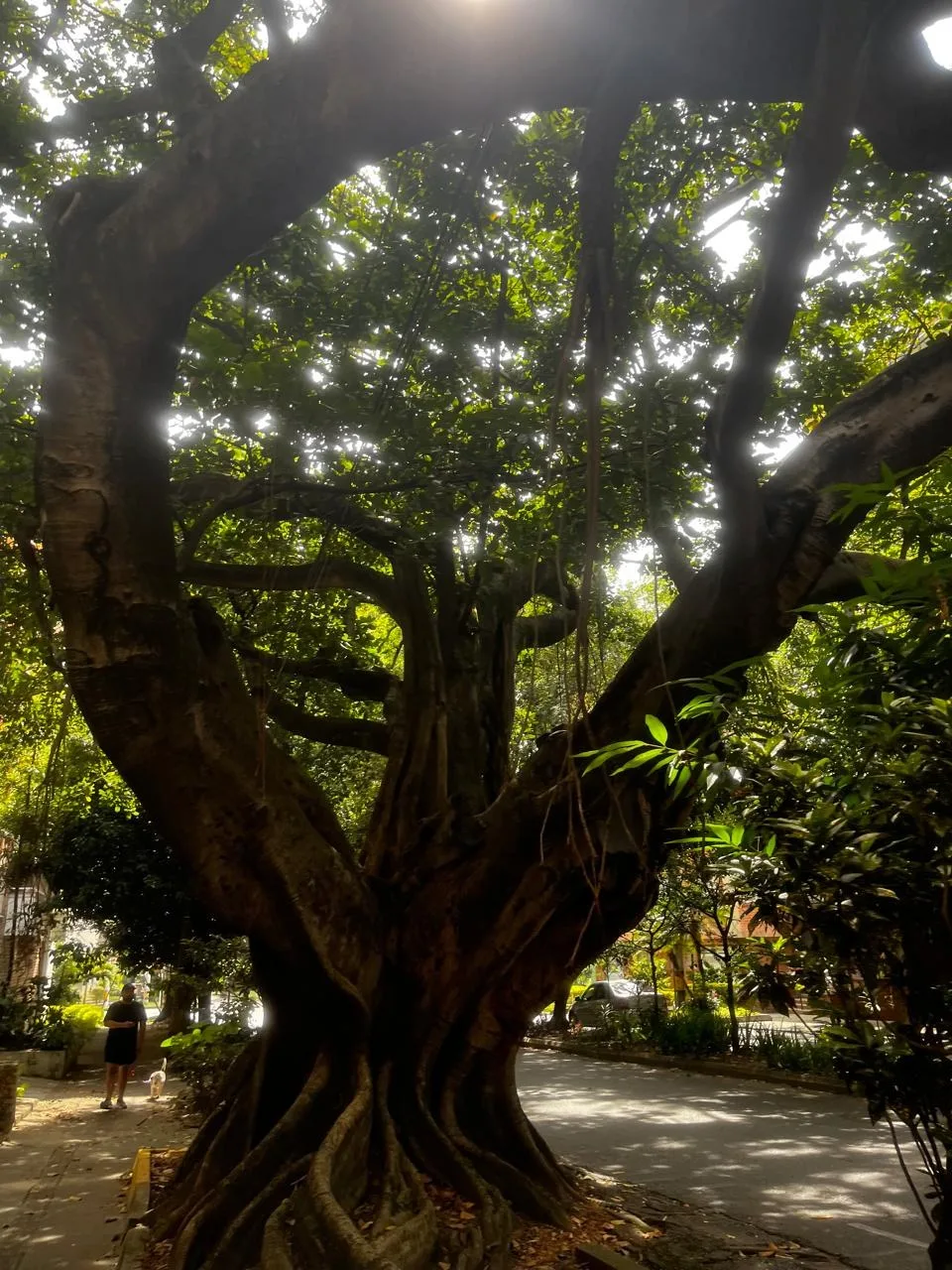 Árbol de tronco grueso y ramas abiertas en el Primer Parque de Laureles