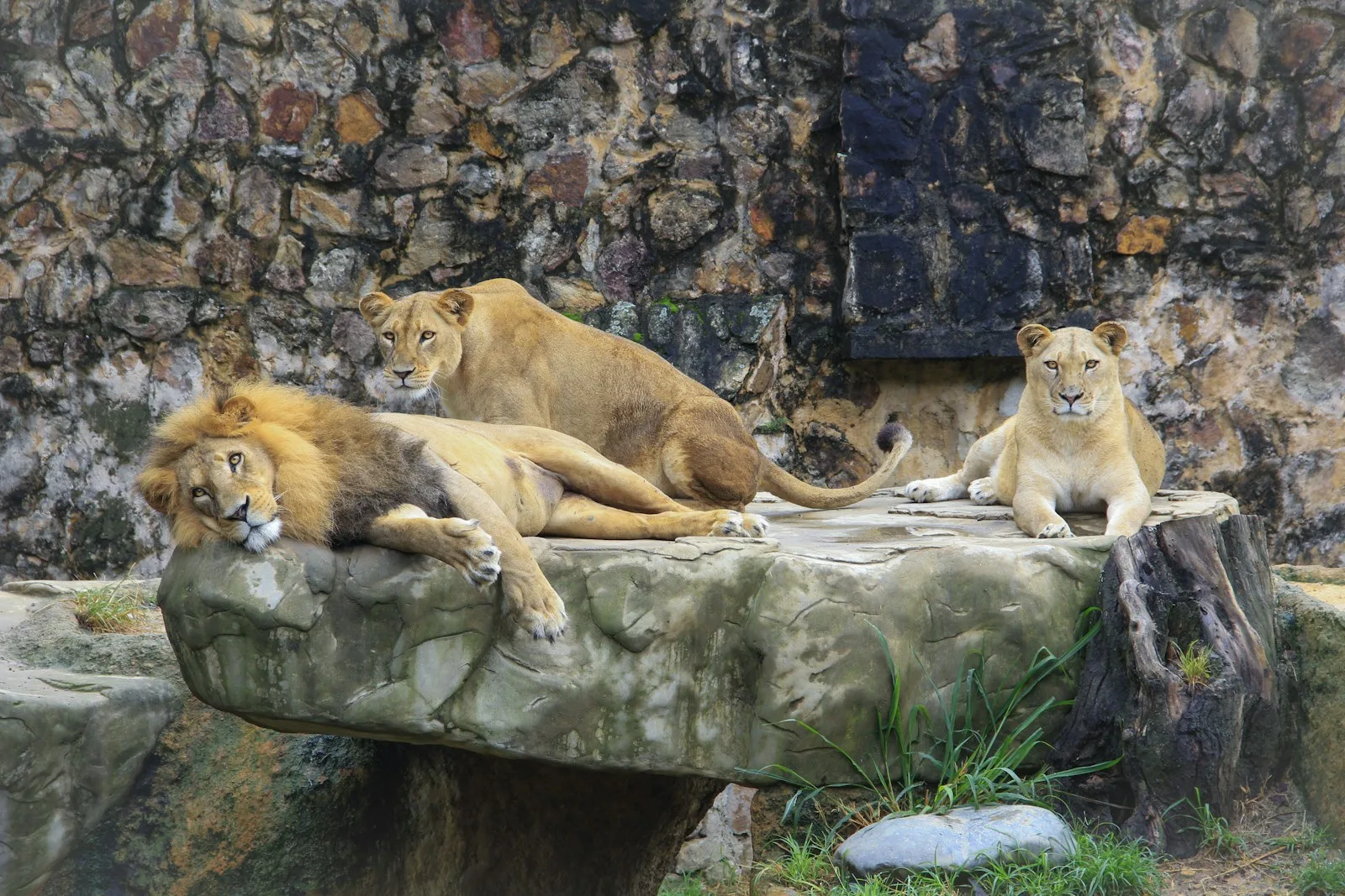 Zoológico de Cali