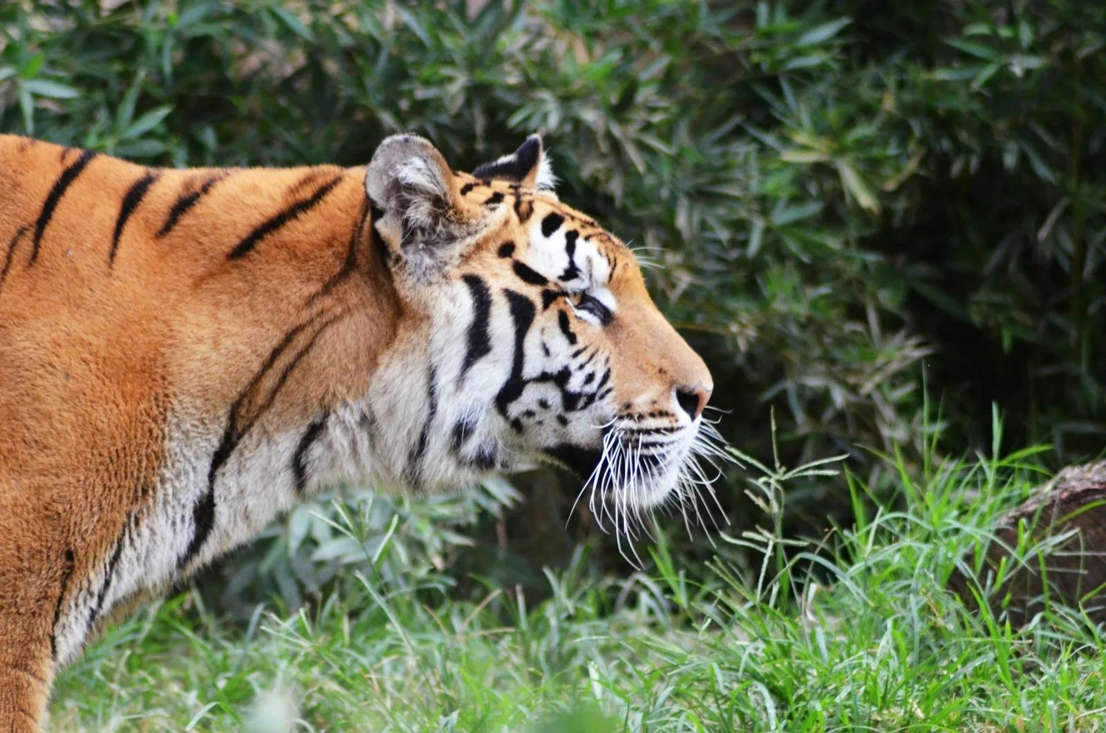 Tigre entre la vegetación del Zoológico de Cali