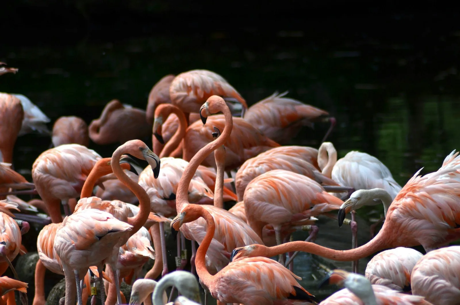 Flamencos en el lago del Zoológico de Cali